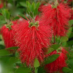 Bottlebrush, Laevis